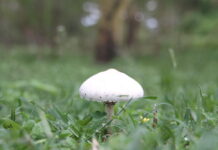 Flowers of River Malewa